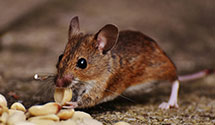 24 Hour & Emergency Exterminators in Chickasha, OK